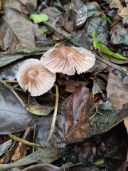 Mycena holoporphyra