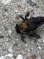 Xylocopa virginica