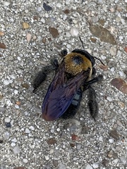 Xylocopa virginica