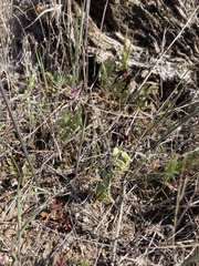 Caulanthus californicus