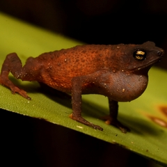 Frostius pernambucensis