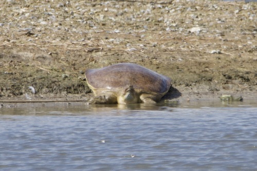 iNaturalist observation photo of American Softshells