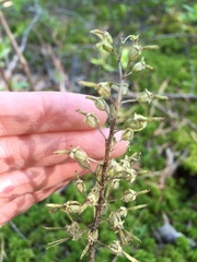 Neottia bifolia