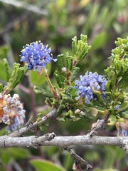 Ceanothus dentatus
