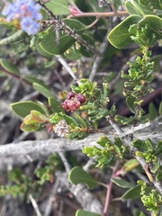 Ceanothus dentatus