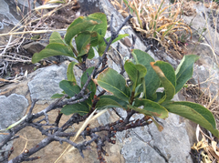 Oemleria cerasiformis