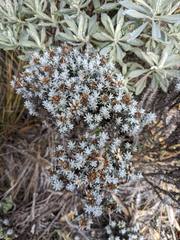Gnaphaliothamnus lavandulifolius