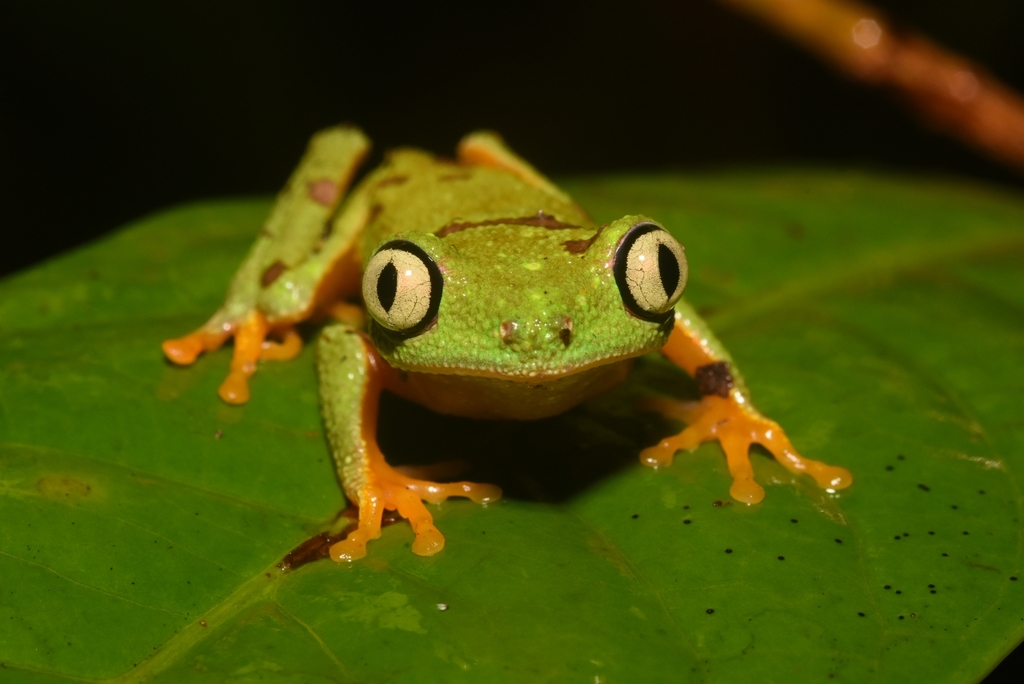 Granular Leaf Frog
