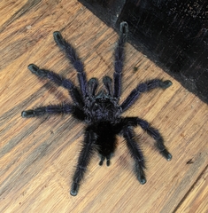 Avicularia purpurea