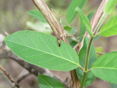 Dolerosomus silaceus
