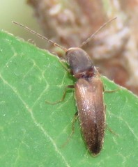 Dolerosomus silaceus