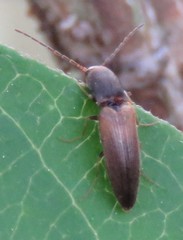 Dolerosomus silaceus