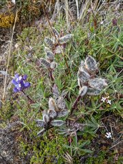 Lupinus costaricensis