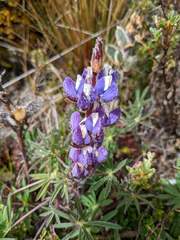 Lupinus costaricensis