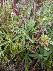 Lupinus costaricensis