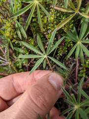 Lupinus costaricensis