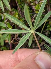 Lupinus costaricensis