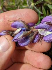 Lupinus costaricensis
