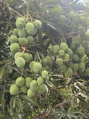 Mangifera indica image