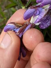 Lupinus costaricensis