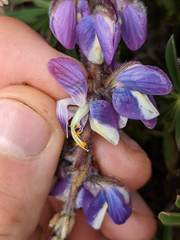 Lupinus costaricensis