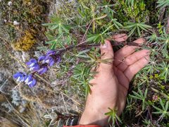 Lupinus costaricensis