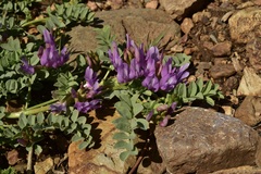 Astragalus iodanthus iodanthus