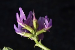 Astragalus iodanthus iodanthus