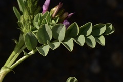 Astragalus iodanthus iodanthus