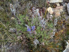 Lupinus costaricensis