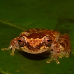 Dendropsophus haddadi