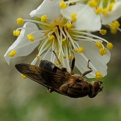 Brachyopa vacua