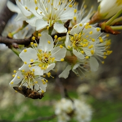 Brachyopa vacua