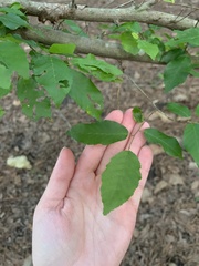 Image of Carpinus caroliniana