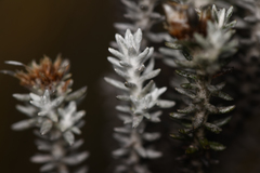 Gnaphaliothamnus lavandulifolius