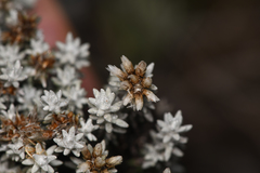 Gnaphaliothamnus lavandulifolius