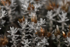 Gnaphaliothamnus lavandulifolius