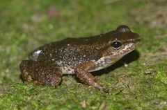 Murici Spinythumb Frog photo 4