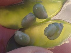 Lupinus costaricensis