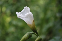 Distimake dissectus edentatus