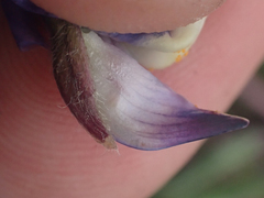 Lupinus costaricensis