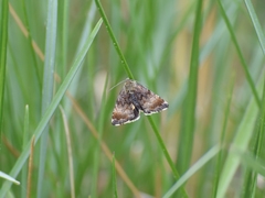 Panemeria tenebrata