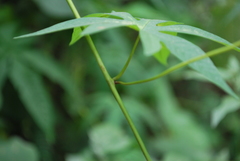 Distimake dissectus edentatus