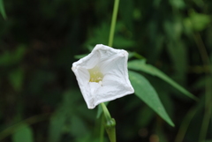 Distimake dissectus edentatus