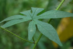 Distimake dissectus edentatus