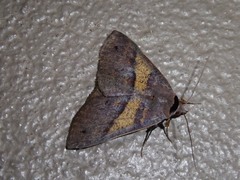 Ophyx