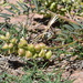 Thurber's Milkvetch - Photo (c) kanayo, some rights reserved (CC BY-NC)