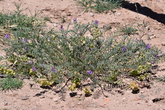 Astragalus thurberi