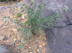 Lupinus arboreus