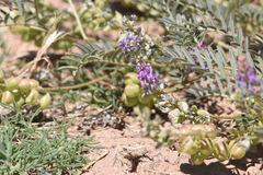 Astragalus thurberi